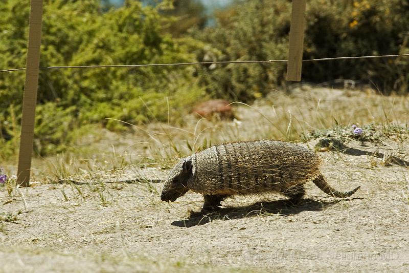 20071209 105737 D2X 4200x2800.jpg - Armadillo, Puerto Madryn